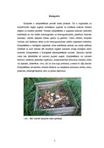 Реферат 'Mikrobioloģiskie procesi kompostēšanas ieguvē', 4.