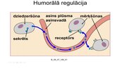 Презентация 'Kā notiek organisma darbības regulācija', 12.