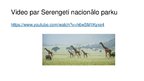 Презентация 'Serengeti Nacionālais parks', 7.