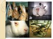 Презентация 'Vivisekcija, dzīvnieku izmantošana laboratorijās', 9.