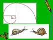 Презентация 'Fibonači skaitļi', 6.
