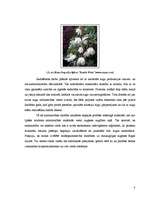 Реферат 'Begoniju aizsardzības projekts begoniju audzēšanai modeļsaimniecībā', 8.