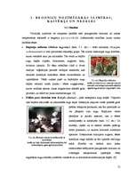 Реферат 'Begoniju aizsardzības projekts begoniju audzēšanai modeļsaimniecībā', 12.
