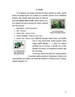 Реферат 'Begoniju aizsardzības projekts begoniju audzēšanai modeļsaimniecībā', 16.