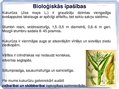 Презентация 'Kukurūzas bioloģiskās īpašības. Agrotehnika, slimības, kaitēkļi un šķirnes', 2.