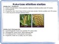 Презентация 'Kukurūzas bioloģiskās īpašības. Agrotehnika, slimības, kaitēkļi un šķirnes', 8.