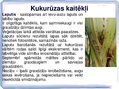 Презентация 'Kukurūzas bioloģiskās īpašības. Agrotehnika, slimības, kaitēkļi un šķirnes', 13.