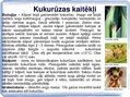 Презентация 'Kukurūzas bioloģiskās īpašības. Agrotehnika, slimības, kaitēkļi un šķirnes', 14.