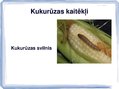 Презентация 'Kukurūzas bioloģiskās īpašības. Agrotehnika, slimības, kaitēkļi un šķirnes', 15.