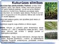 Презентация 'Kukurūzas bioloģiskās īpašības. Agrotehnika, slimības, kaitēkļi un šķirnes', 16.