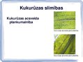 Презентация 'Kukurūzas bioloģiskās īpašības. Agrotehnika, slimības, kaitēkļi un šķirnes', 18.