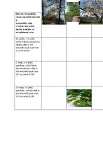 Презентация 'Sešu koku pētījums no pavasara līdz rudenim', 1.