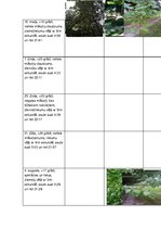 Презентация 'Sešu koku pētījums no pavasara līdz rudenim', 2.