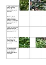 Презентация 'Sešu koku pētījums no pavasara līdz rudenim', 5.