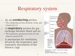 Презентация 'Respiratory System', 4.