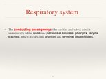 Презентация 'Respiratory System', 7.