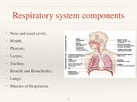 Презентация 'Respiratory System', 8.