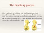 Презентация 'Respiratory System', 9.