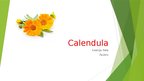 Презентация 'Calendula', 1.