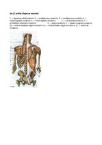Реферат 'Svarīgākie muguras, kakla, vēdera un krūšu muskuļi', 2.