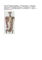 Реферат 'Svarīgākie muguras, kakla, vēdera un krūšu muskuļi', 6.