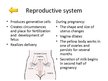 Презентация 'Changes of Different Organ Systems during Pregnancy', 3.