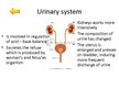 Презентация 'Changes of Different Organ Systems during Pregnancy', 5.