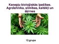 Презентация 'Kaņepju bioloģiskās īpašības. Agrotehnika, slimības, kaitēkļi un šķirnes', 1.