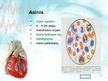Презентация 'Sirds un asinsvadu sistēma. Asinsrite', 2.