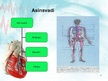 Презентация 'Sirds un asinsvadu sistēma. Asinsrite', 7.