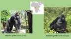 Презентация 'Āfrikas tropisko un ekvatoriālo lietusmežu fauna', 3.