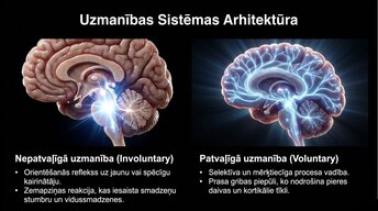 Презентация 'Uzmanība un kognitīvie procesi', 4.