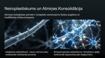 Презентация 'Uzmanība un kognitīvie procesi', 7.