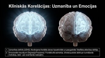 Презентация 'Uzmanība un kognitīvie procesi', 10.