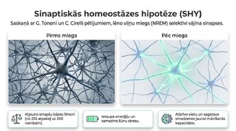 Презентация 'Miega nozīme smadzeņu atjaunošanā un izdegšanas profilaksē', 5.