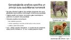 Презентация 'Ģenētiskā daudzveidība, inbrīdings un suņu audzēšanas principi - ģenealoģijas an', 6.