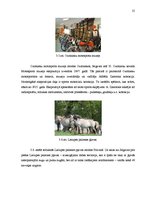 Реферат 'Jauna kultūras tūrisma projekta "Apslēpto dārgumu medības Jelgavas un Ozolnieku ', 25.