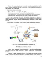 Реферат 'Polimēri', 17.