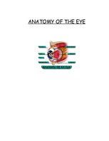 Реферат 'Anatomy of the Eye', 1.