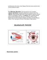 Реферат 'Anatomy of the Eye', 11.