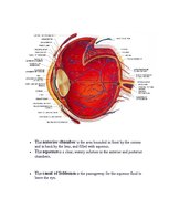 Реферат 'Anatomy of the Eye', 14.