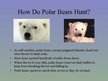 Презентация 'Arctic Animals - Polar Bears', 7.