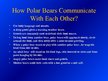 Презентация 'Arctic Animals - Polar Bears', 9.