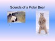 Презентация 'Arctic Animals - Polar Bears', 10.
