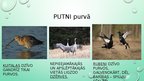 Презентация 'Purva ekosistēma', 17.