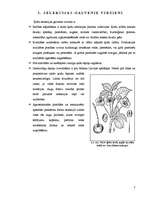 Реферат 'Saldo ķiršu (Prunus avium) selekcija', 7.