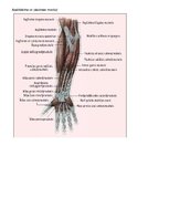 Образец документа 'Kustības "Plaukstas rotācija ar pirkstu saliekšanu" anatomiskais raksturojums', 4.