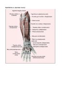 Образец документа 'Kustības "Plaukstas rotācija ar pirkstu saliekšanu" anatomiskais raksturojums', 5.