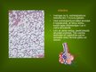 Презентация 'Alveola, surfaktanta veidošanās un noārdīšanās, aerohematoloģiskā barjeras morfo', 4.