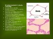 Презентация 'Alveola, surfaktanta veidošanās un noārdīšanās, aerohematoloģiskā barjeras morfo', 6.